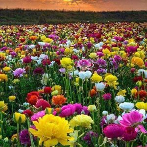 Meet your Posher, Michele